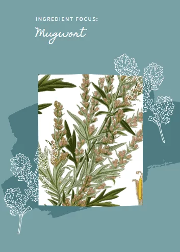Mugwort: Find Out What This Trendy Beauty Ingredient Can Do